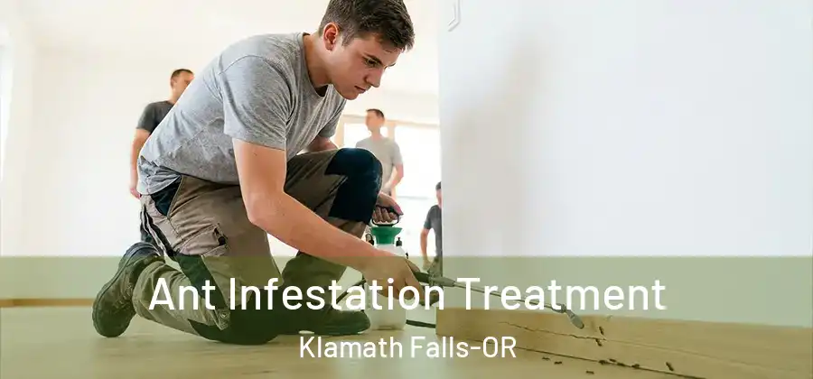  Ant Infestation Treatment Klamath Falls-OR