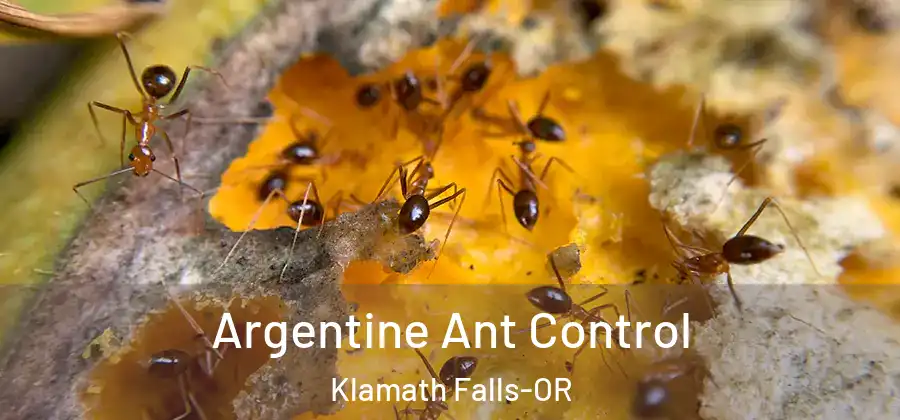 Argentine Ant Control Klamath Falls-OR