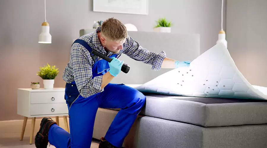What to Do If You Find Bed Bugs in Your Home