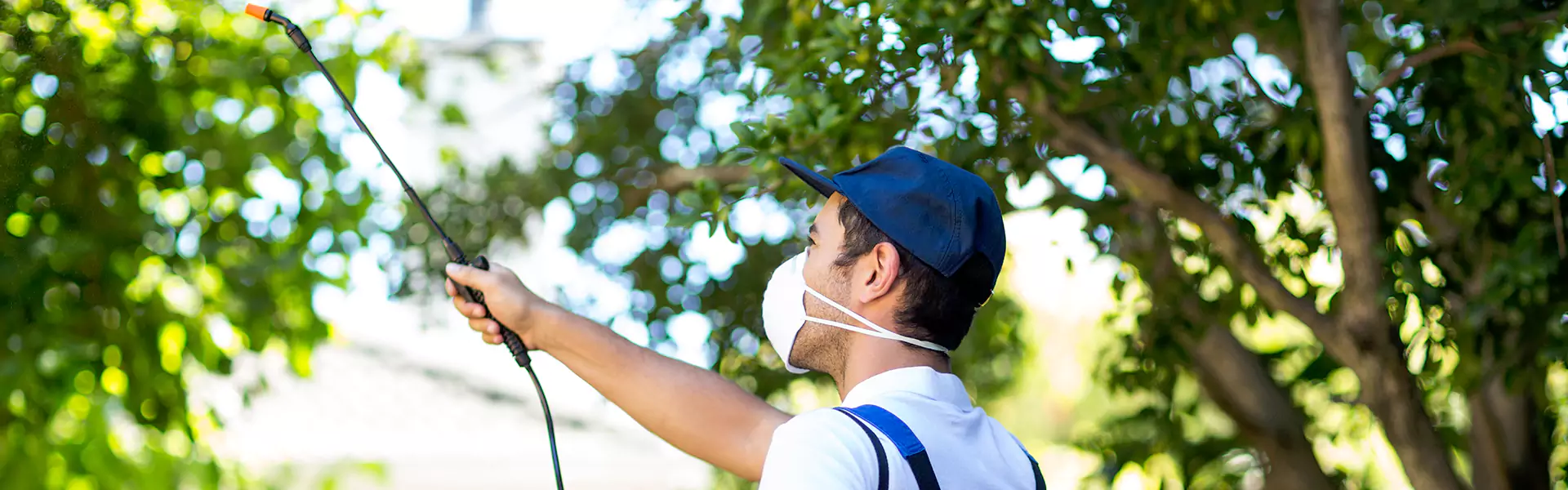 Mosquito Spraying