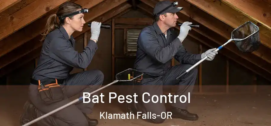  Bat Pest Control Klamath Falls-OR