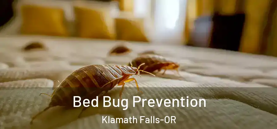  Bed Bug Prevention Klamath Falls-OR