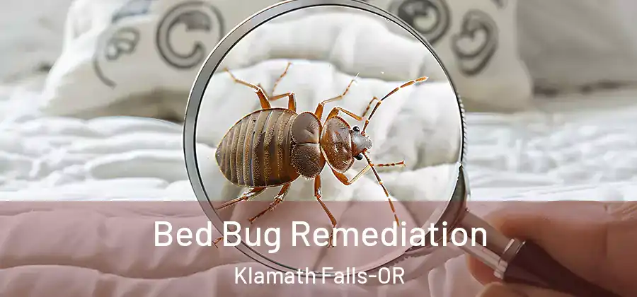  Bed Bug Remediation Klamath Falls-OR