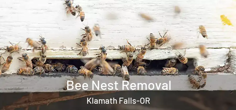 Bee Nest Removal Klamath Falls-OR
