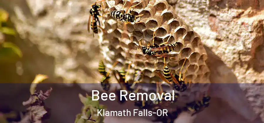  Bee Removal Klamath Falls-OR
