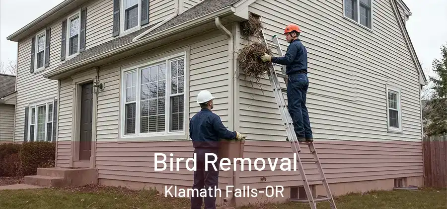 Bird Removal Klamath Falls-OR