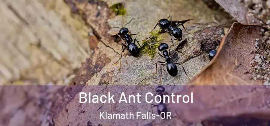 Black Ant Control Klamath Falls-OR
