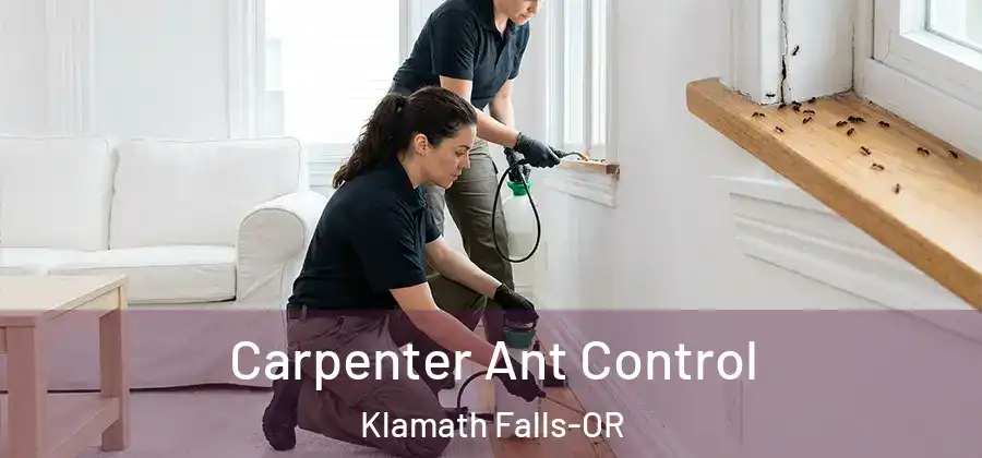Carpenter Ant Control Klamath Falls-OR