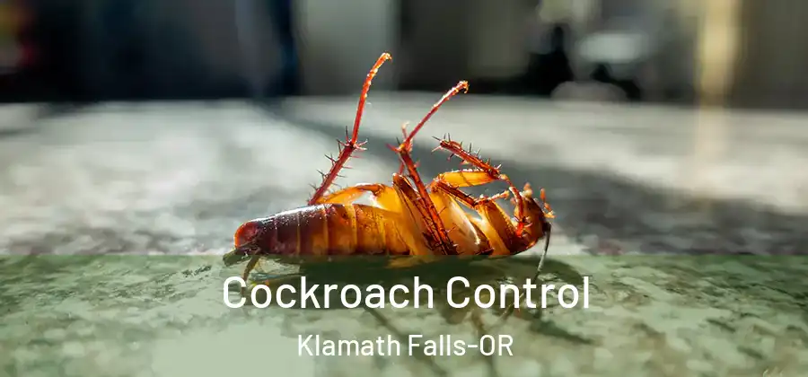 Cockroach Control Klamath Falls-OR