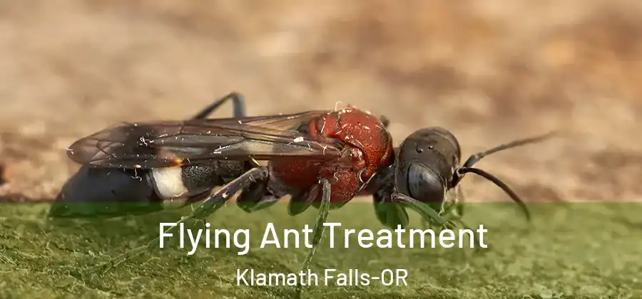  Flying Ant Treatment Klamath Falls-OR