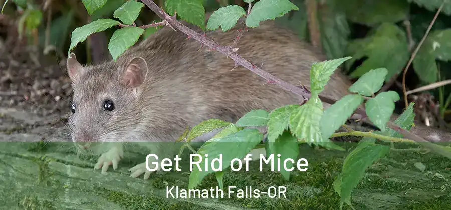 Get Rid of Mice Klamath Falls-OR