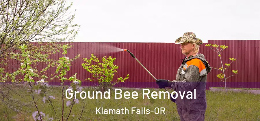  Ground Bee Removal Klamath Falls-OR