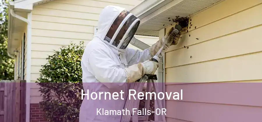 Hornet Removal Klamath Falls-OR