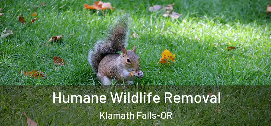 Humane Wildlife Removal Klamath Falls-OR