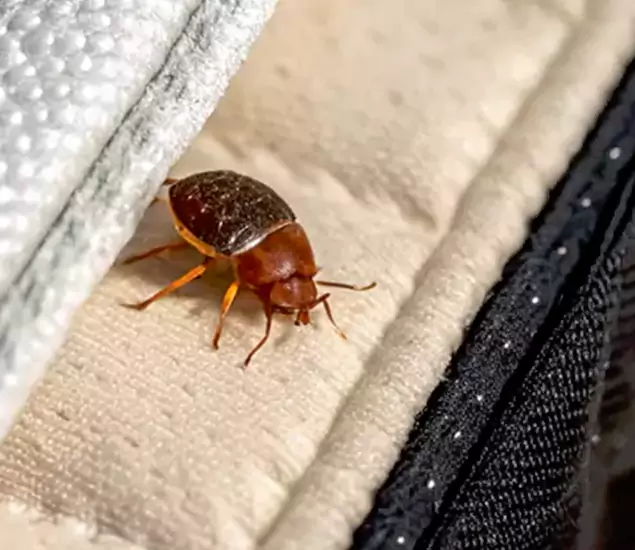 Trusted Bed Bug Prevention Specialists in Klamath Falls, OR