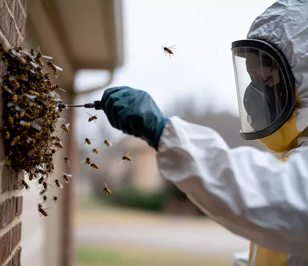 Your Bee Removal Company in Klamath Falls, OR