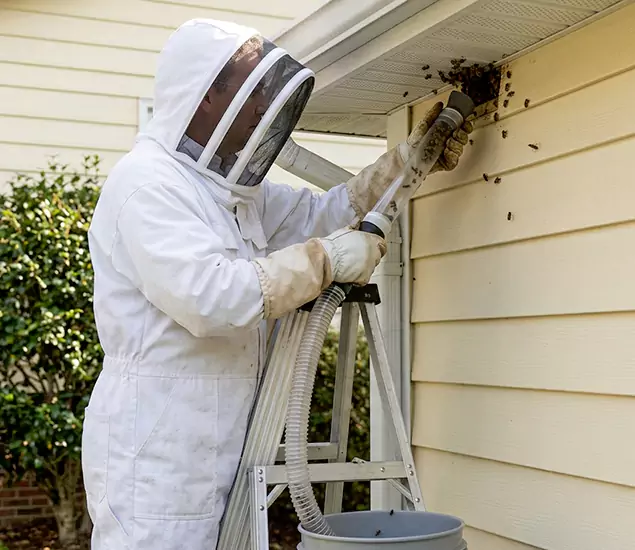 Your Affordable Bee Removal Company in Klamath Falls, OR