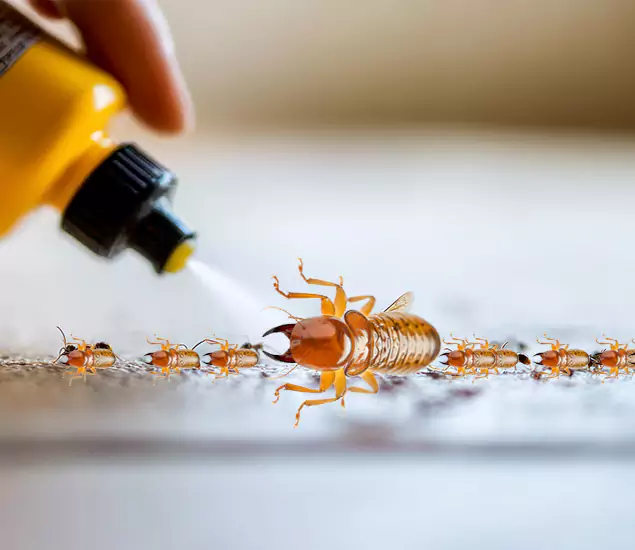 Reliable Bora Care Termite Experts in Klamath Falls, OR