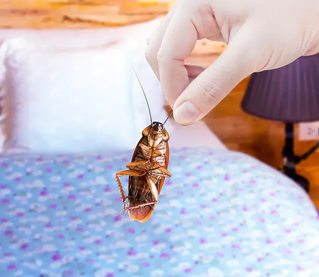 Expert Roach Control Services: Your Cockroach Pest Control in Klamath Falls, OR