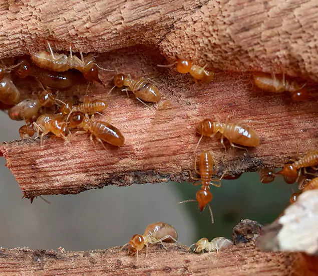 About Our Drywood Termite Treatment Experts in Klamath Falls, OR