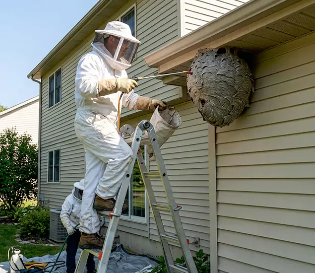 Expert Wasp Nest Removal: Your Local Wasp Nest Removal Company in Klamath Falls, OR