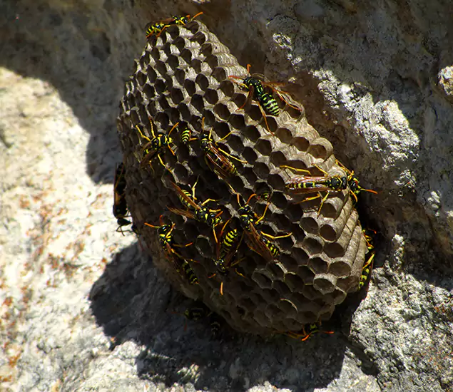 Your Local Hornet Removal Company in Klamath Falls, OR