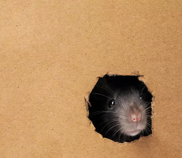 Rats in Attic Removal Experts in Klamath Falls, OR
