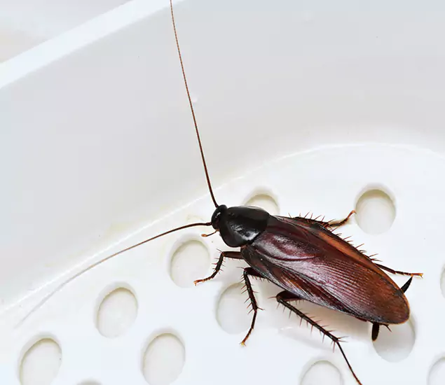 Trusted Cockroach Exterminator: Your Roach Control Services in Klamath Falls, OR