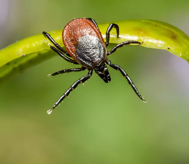 Your Trusted Tick Pest Control in Klamath Falls, OR