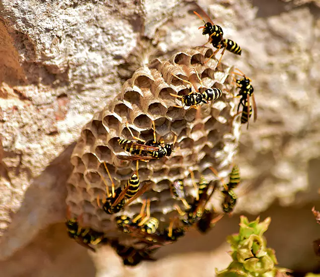 Your Best Wasp Removal Company in Klamath Falls, OR