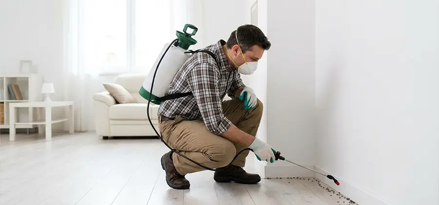 Seasonal Ant Infestation Control in Klamath Falls