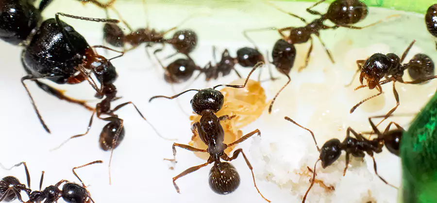 Argentine Ant Barrier Treatment in Klamath Falls