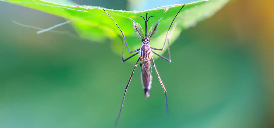 Natural Mosquito Spray for Yard in Klamath Falls