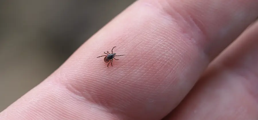 Infection Prevention for Bed Bug Bites in Klamath Falls
