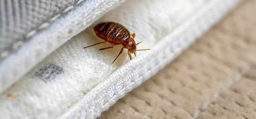 Tenting Bed Bug Fumigation in Klamath Falls