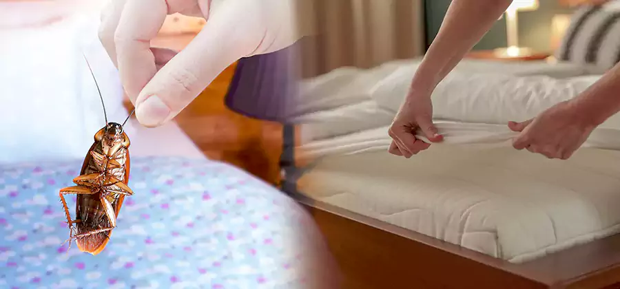 Bed Bug Home Extermination Service in Klamath Falls
