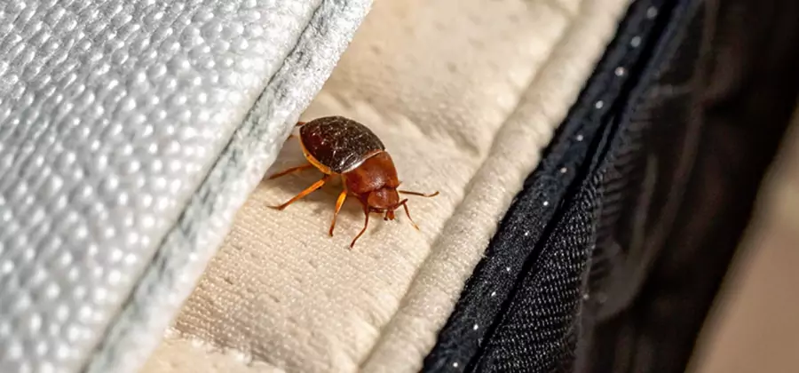 Commercial Bed Bug Control in Klamath Falls