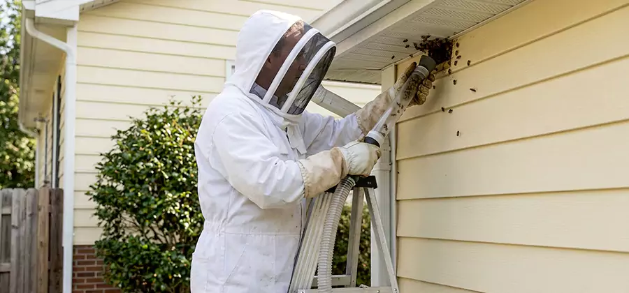 Ground Bee Removal in Klamath Falls
