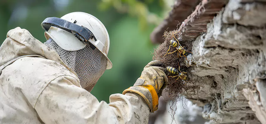 Bee and Wasp Hornet Removal in Klamath Falls