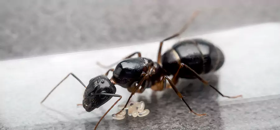 Black Ants in Kitchen Elimination in Klamath Falls
