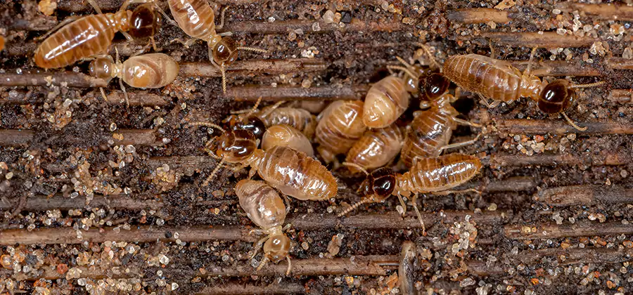 Bora Care Residential Termite Control in Klamath Falls