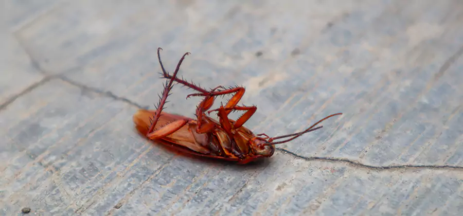 Cockroach Eradication for Commercial Properties in Klamath Falls