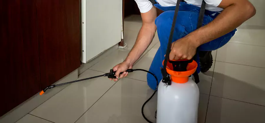 Palmetto Bug Exterminator in Klamath Falls