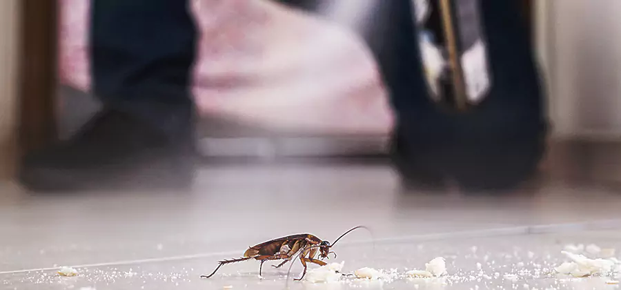 Roach House Treatment Klamath Falls