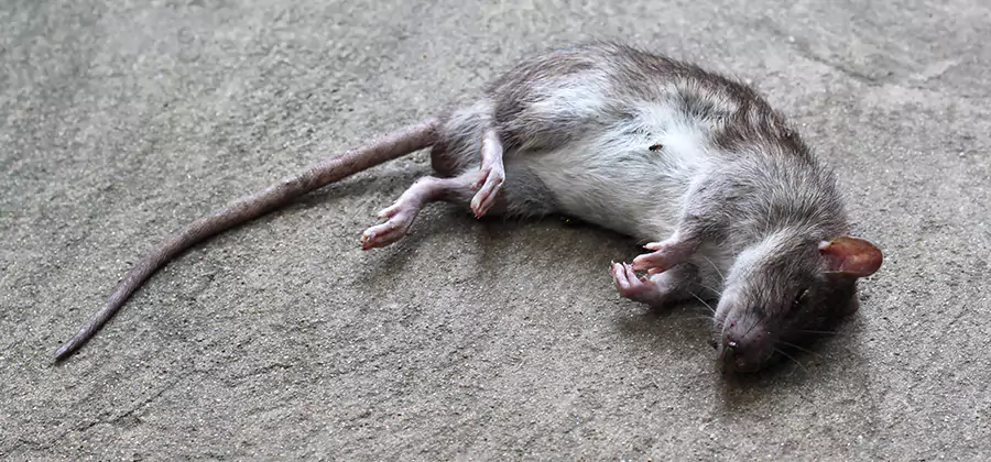 Dead Rat Disposal in Klamath Falls