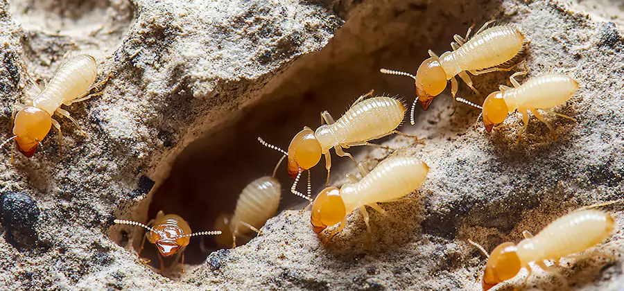 Termite Exterminator Services in Klamath Falls