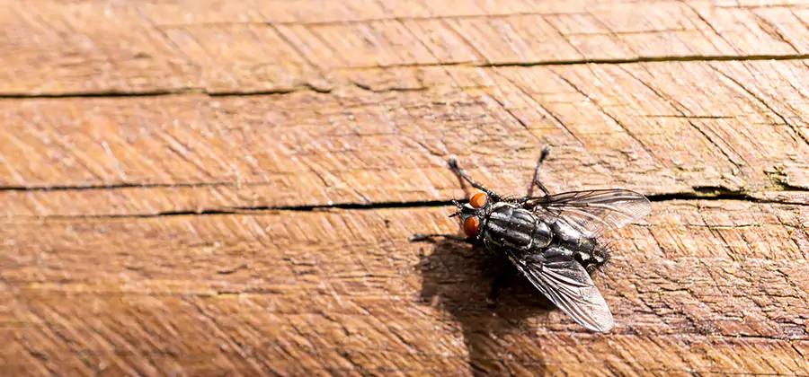 Flying Ant Barrier Treatment in Klamath Falls