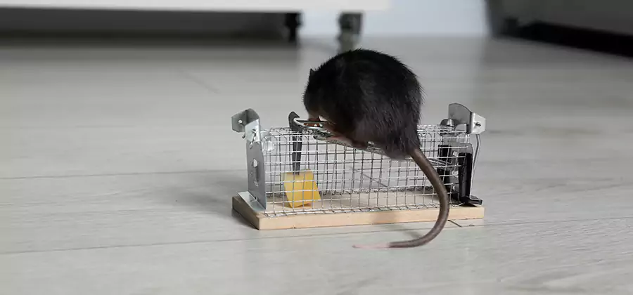 Mice in Attic Removal Klamath Falls