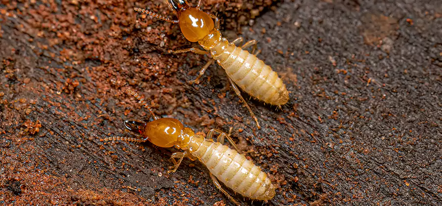 Structural Heat Termite Treatment in Klamath Falls