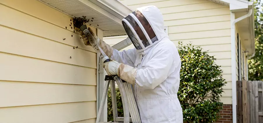 Wasp Nest in Wall Removal in Klamath Falls